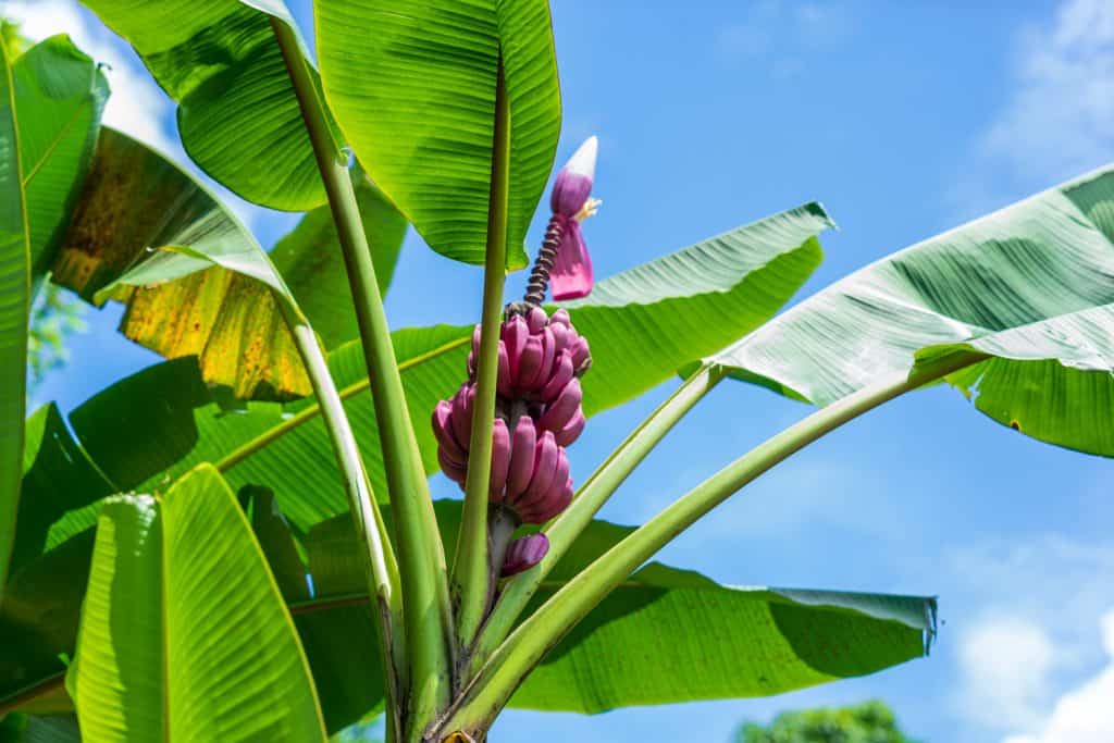Pink bananas (musa velutina, or hairy banana), a species of seeded banana, growing on a banana plant in Asia.
