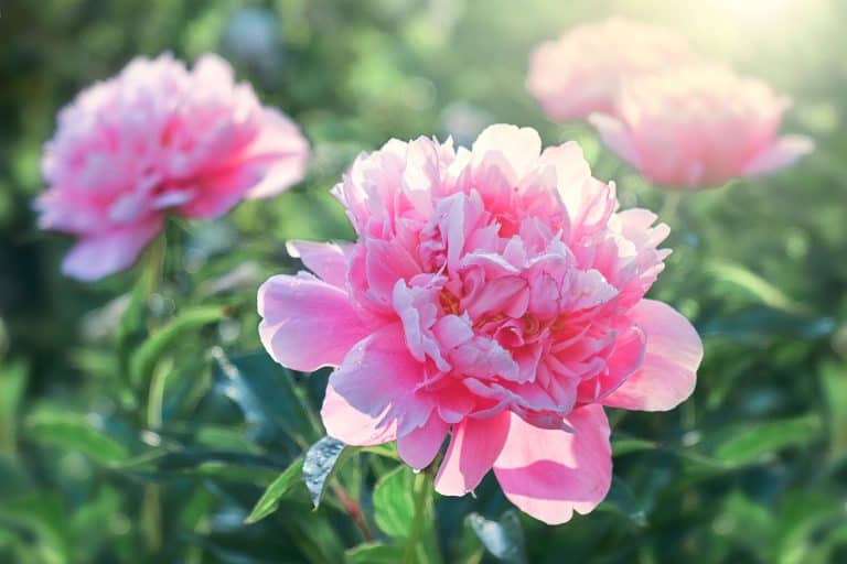 Pink flower peonies flowering on background pink flowers - Will Peony Buds Open After Cutting