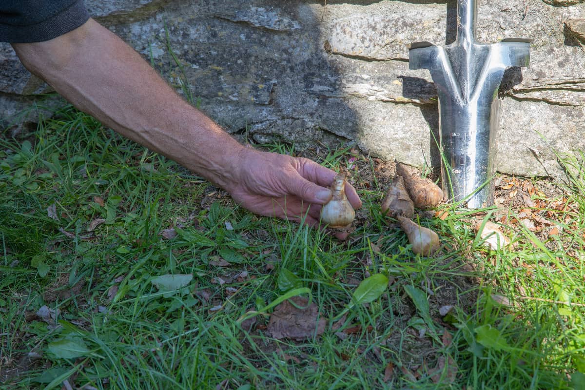 Planting daffodil bulbs in ground prepared by garden plug tool