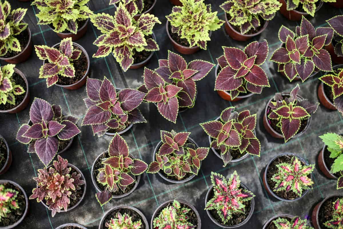 Potted coleus plants in a plant nursery