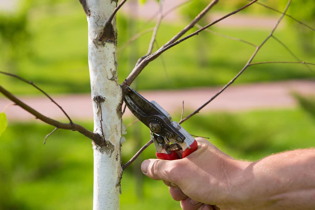 Pruning birch branches with scissors