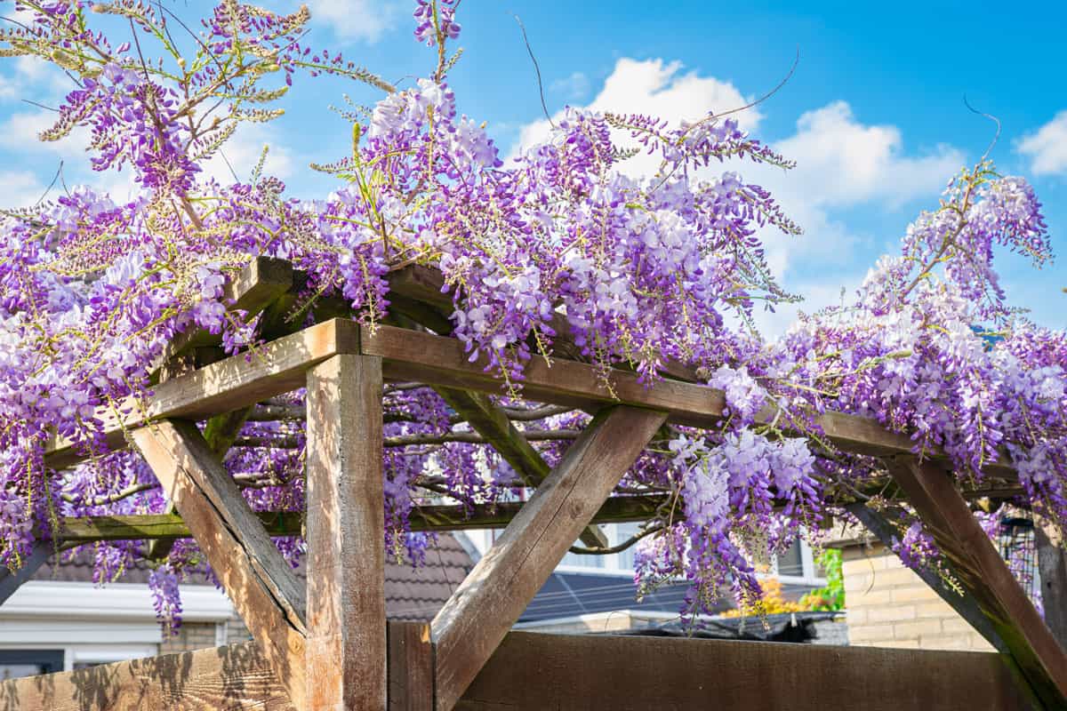 Purple Wisteria grows on a pergola garden