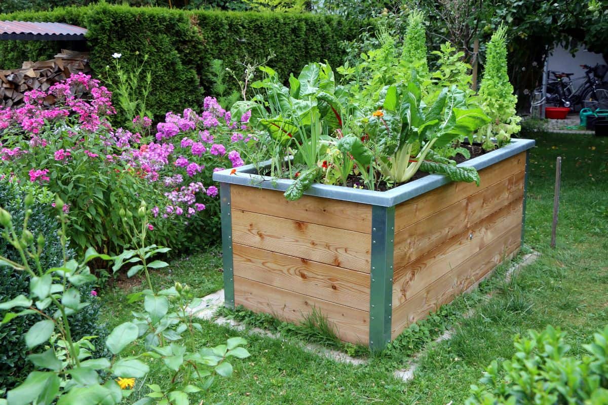 Raised-bed gardening, garden with a wooden raised-bed planted with vegetables and lettuce
