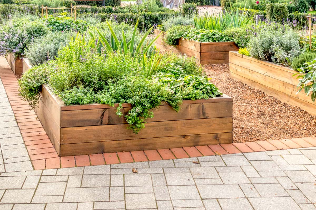 Raised beds in an urban garden growing plants herbs spices and vegetables.