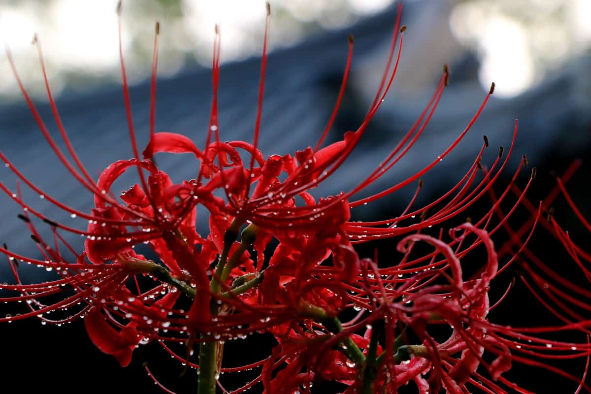 Red Spider Lily / Stop the rain of afternoon, Shooting at a famous temple in Seoul, Korea