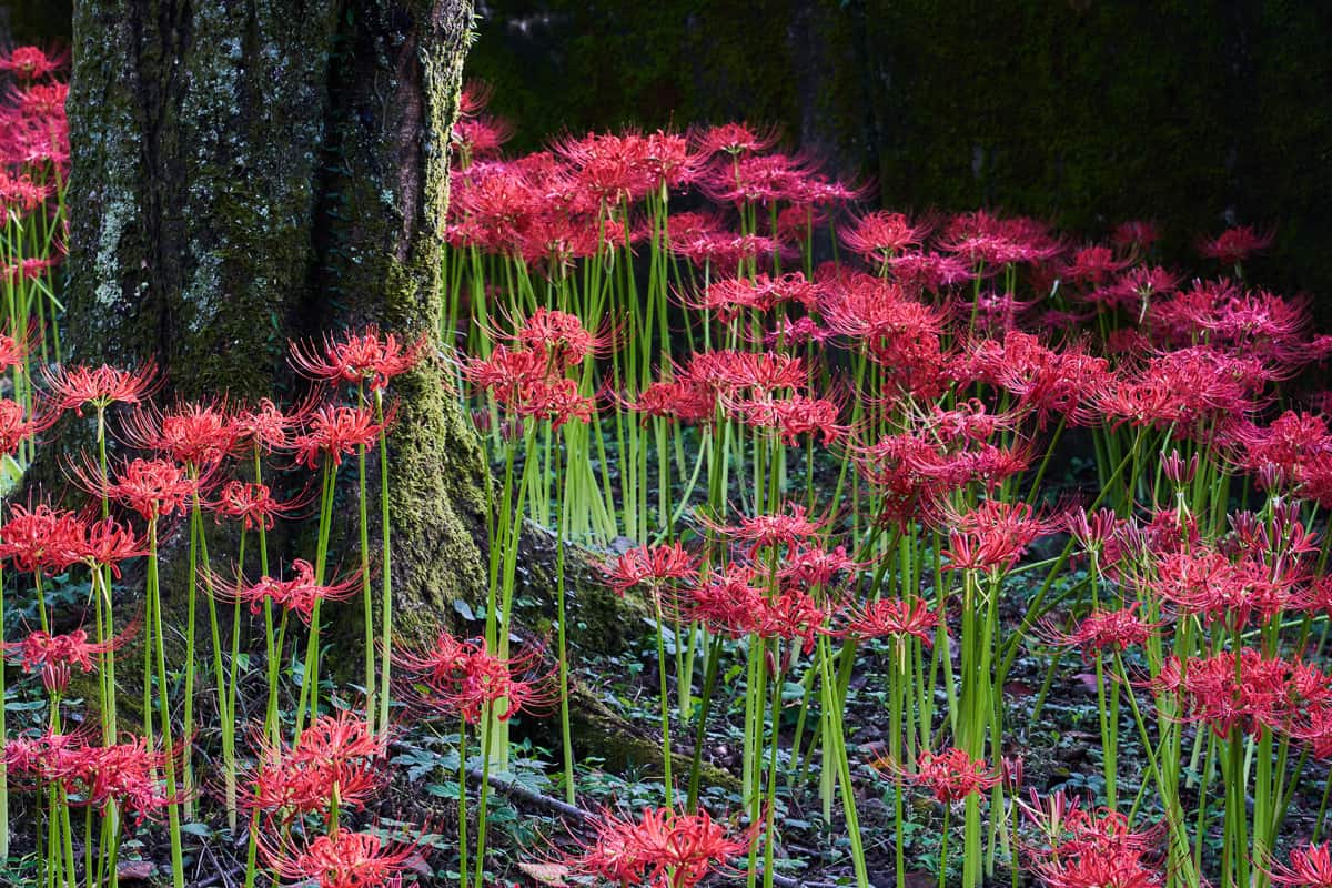 Red flowers. "Cluster amaryllis" ”Red spider lily”