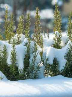 Rosemary under melting snow, What Herbs Can Survive the Winter?