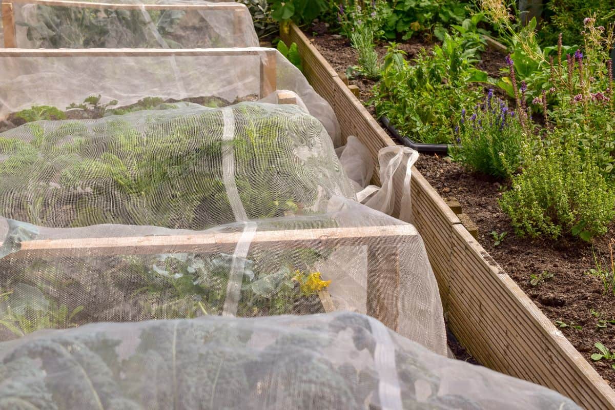 Row of vegetables covered with white net to prevent insect in the garden, feeling safe. Concept Organic salads in summer.