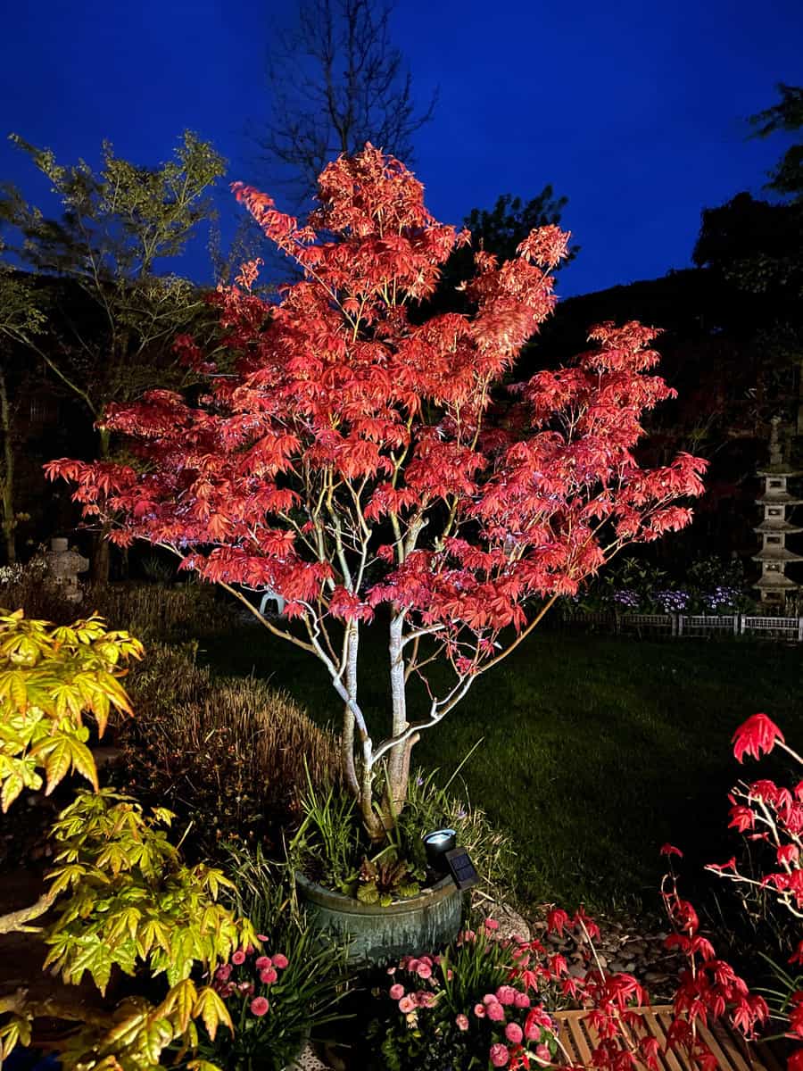 Landscaped contemporary Japanese garden with a large potted, dissected red Japanese maple besides a large mown lawn at night