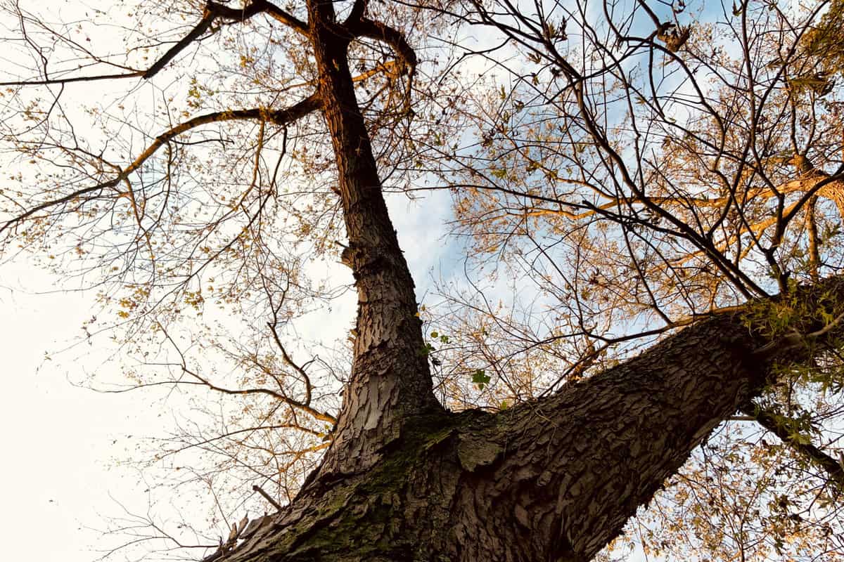 Silver Maple Tree in Autumn
