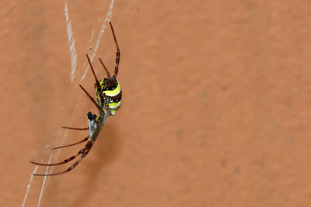 Silver argiopeon the web,spider on the web,Argiope argentata is a species of spider in the family Araneidae