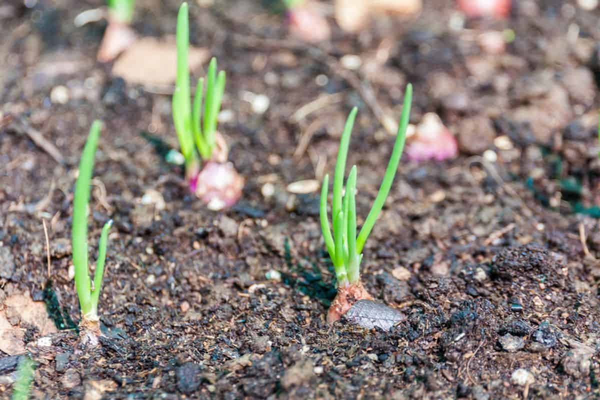 Small Onion (Shallot) sprouts growing in compost soil