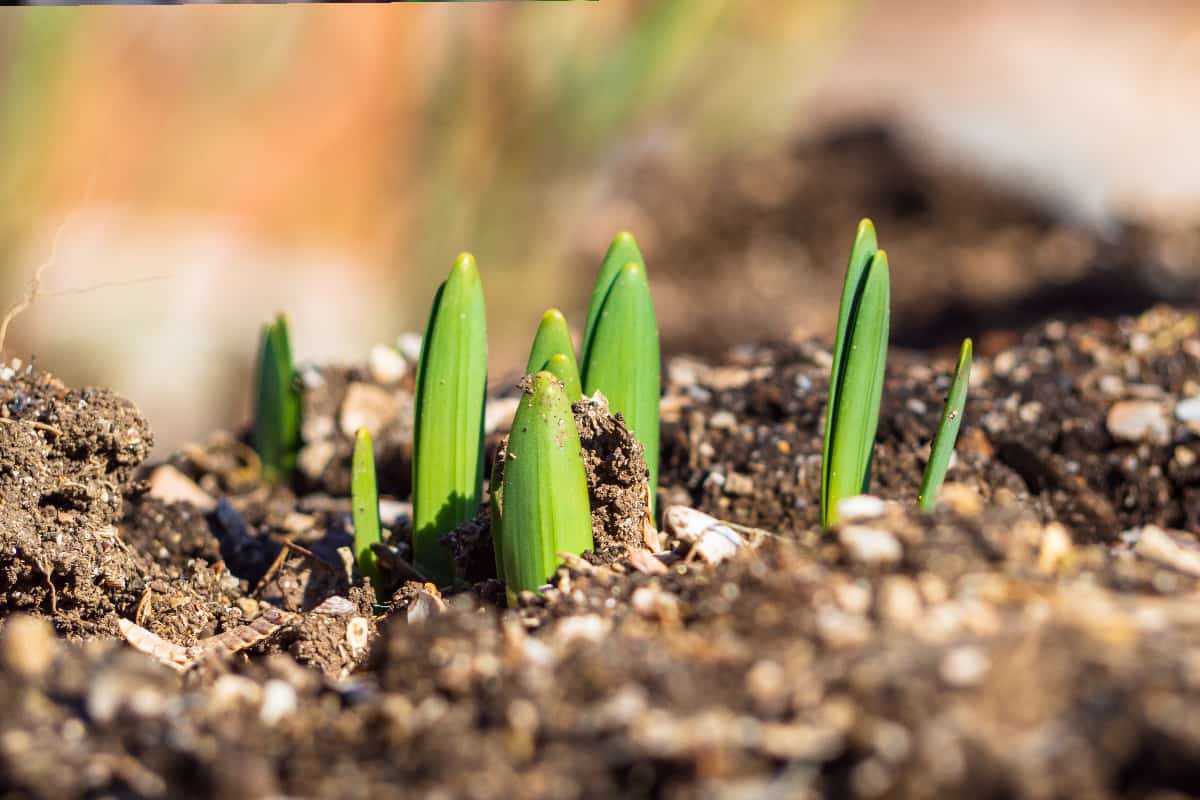 Small green shoots of daffodil flowers make their way through the ground in early spring in the garden