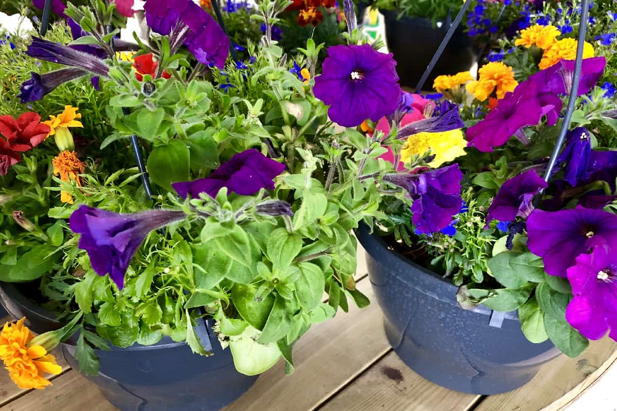Stock photo of dark green plastic hanging baskets with summer flowers