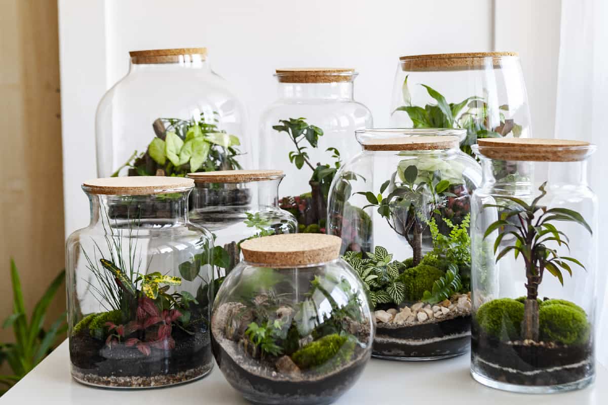 Terrariumforest in a jar