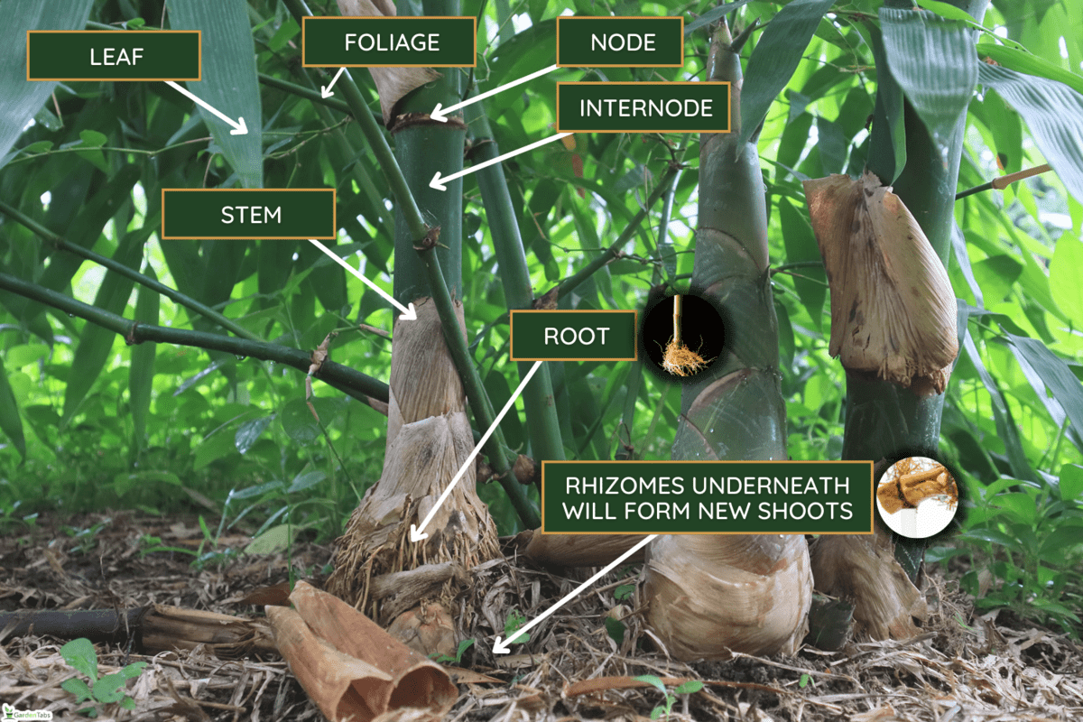 The bamboo shoots are breaking from the bamboo clumps - Will Bamboo Regrow When It Is Cut