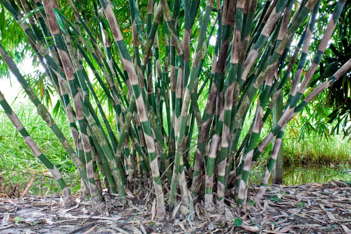 The clump of bamboo tree.