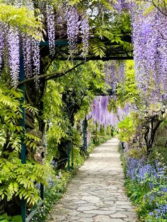 The great garden wisteria blossoms in bloom. Wisteria alley in blossom in a spring time. Germany, Weinheim, Hermannshof garden - Does Wisteria Grow In Shade