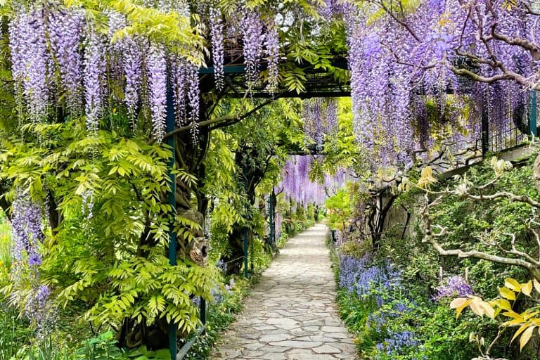 The great garden wisteria blossoms in bloom. Wisteria alley in blossom in a spring time. Germany, Weinheim, Hermannshof garden - Does Wisteria Grow In Shade
