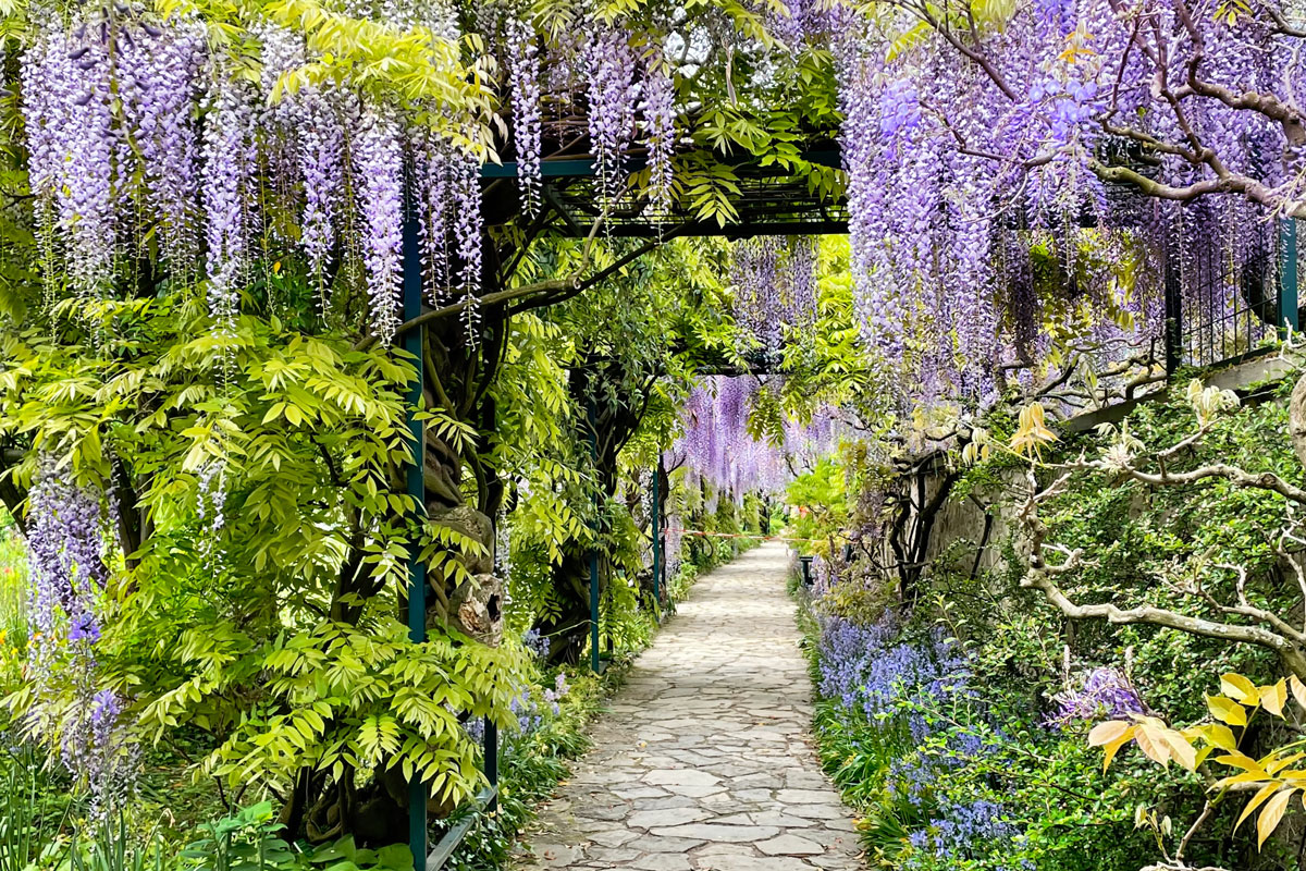 The great garden wisteria blossoms in bloom.