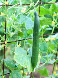 The growth and blooming of vegetable garden cucumbers. The Bush cucumbers on the trellis. Cucumbers vertical planting. Growing organic food. Cucumbers harvest - Do Cucumbers Need A Trellis