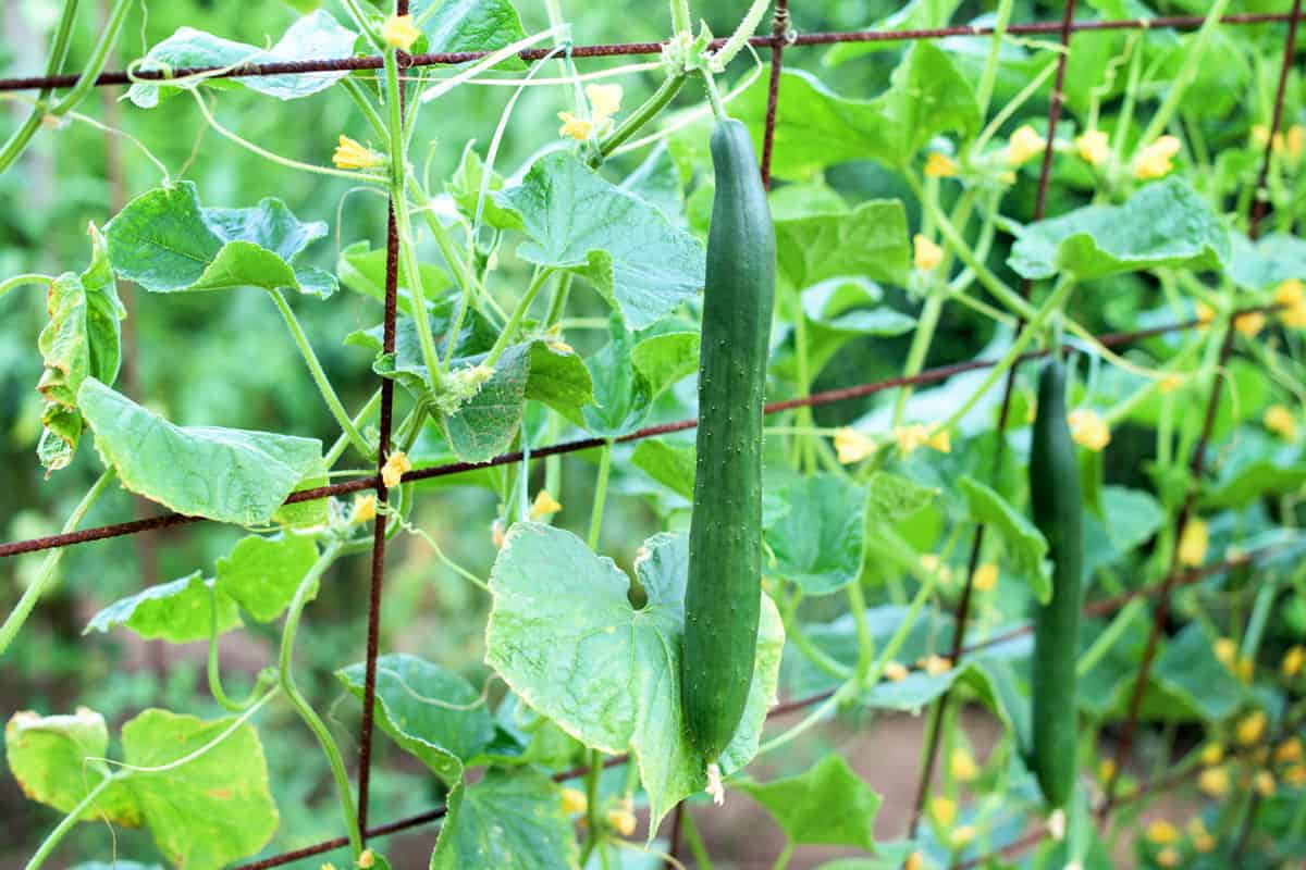The growth and blooming of vegetable garden cucumbers. The Bush cucumbers on the trellis. Cucumbers vertical planting. Growing organic food. Cucumbers harvest