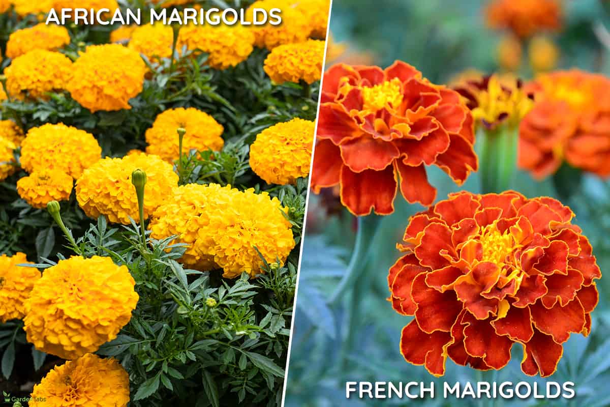 The most common annual marigolds found in many gardens