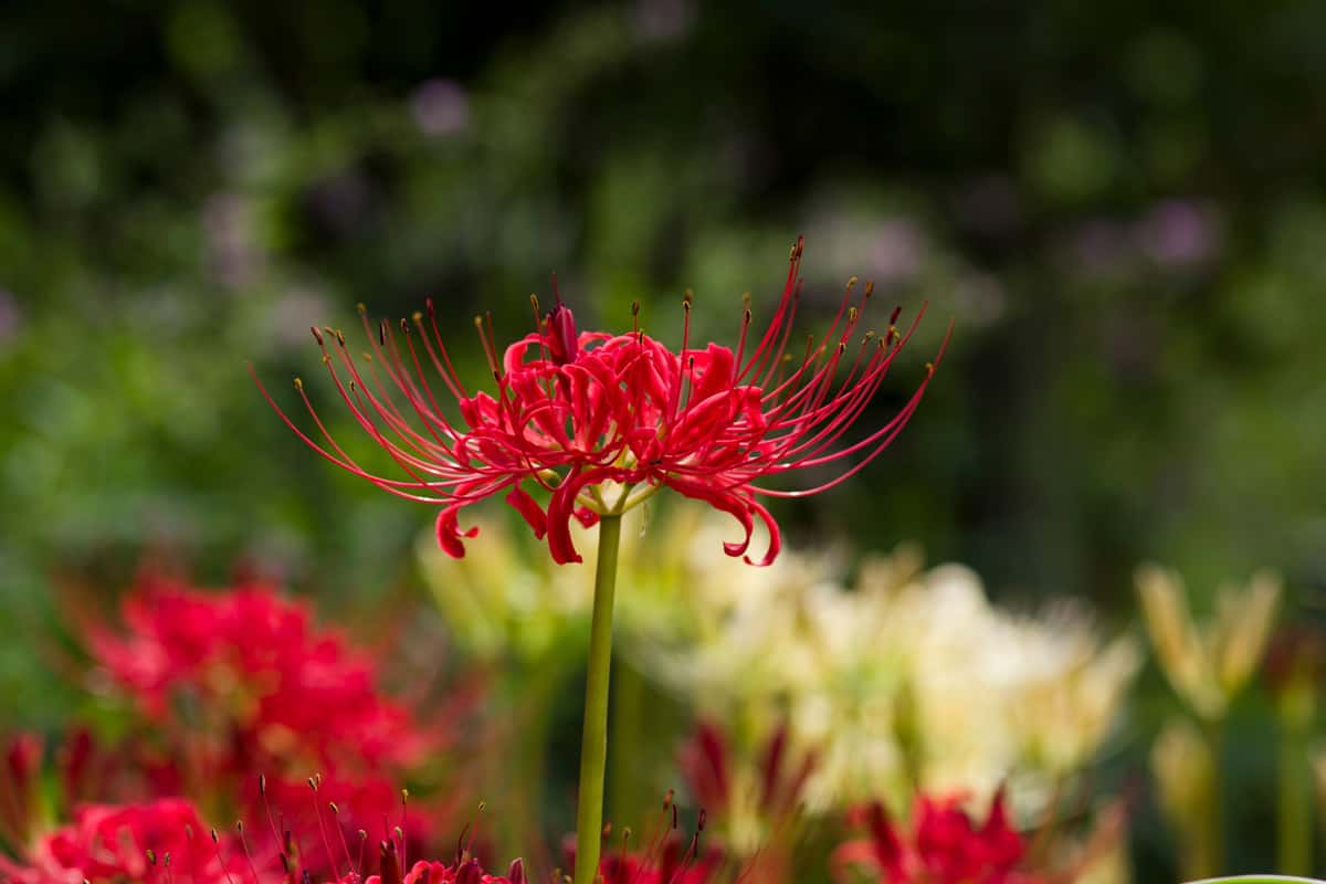 The name of this flower is Red spider lily. Scientific name is Lycoris Radiata.
