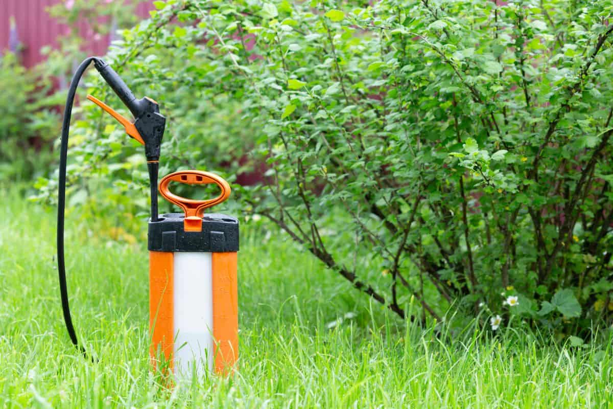 The orange sprayer for plants on a background of fresh greenery
