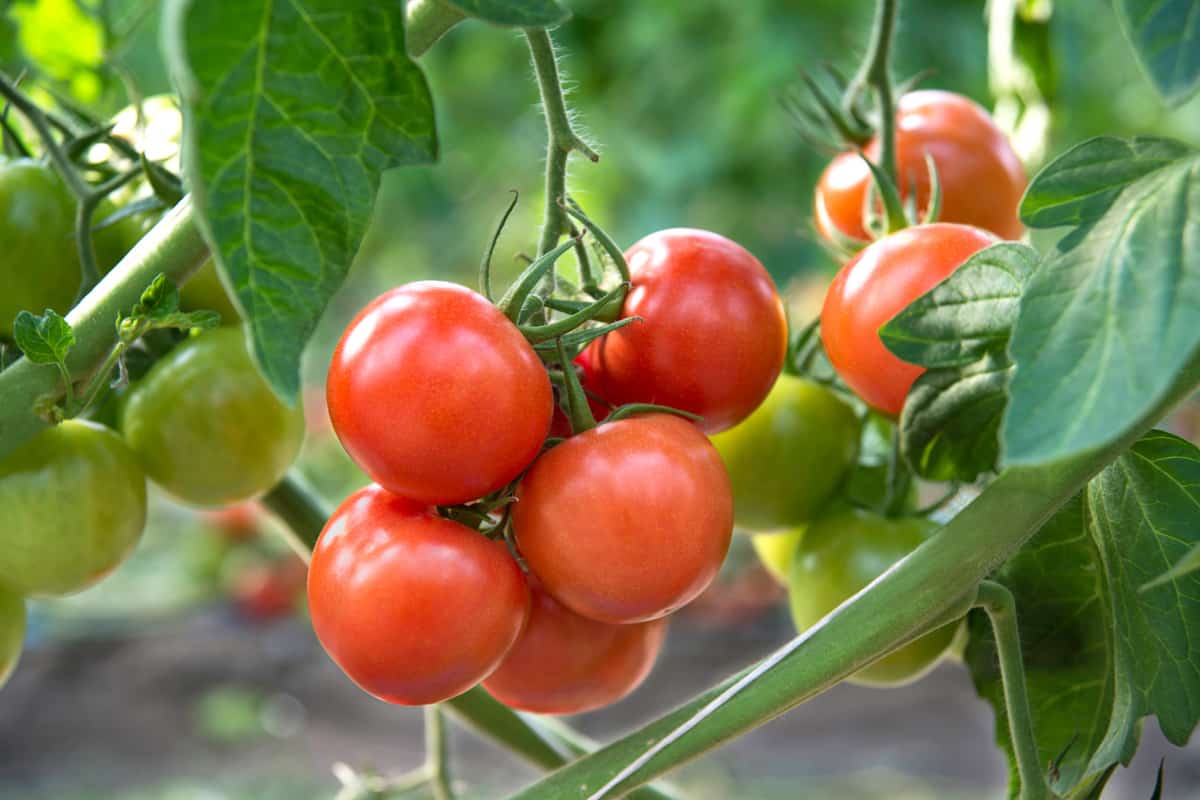 Tomatoes closeup 