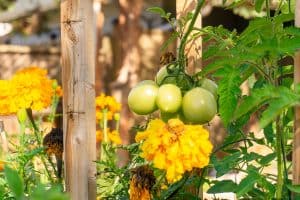 An unripe cluster of green plum roma tomatoes and marigold growing in a permaculture style garden bed, Are Marigolds Good For Your Vegetable Garden?