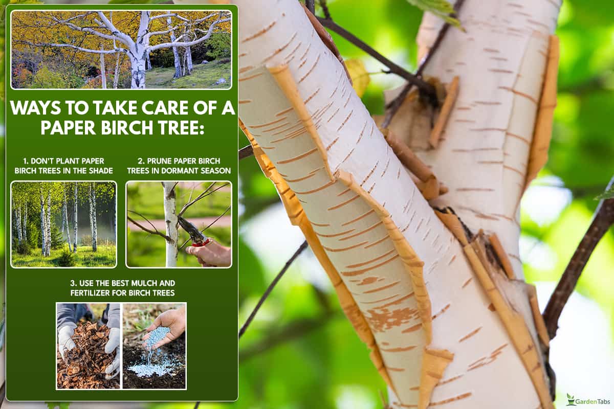 Use the best mulch and fertilizer for birch trees