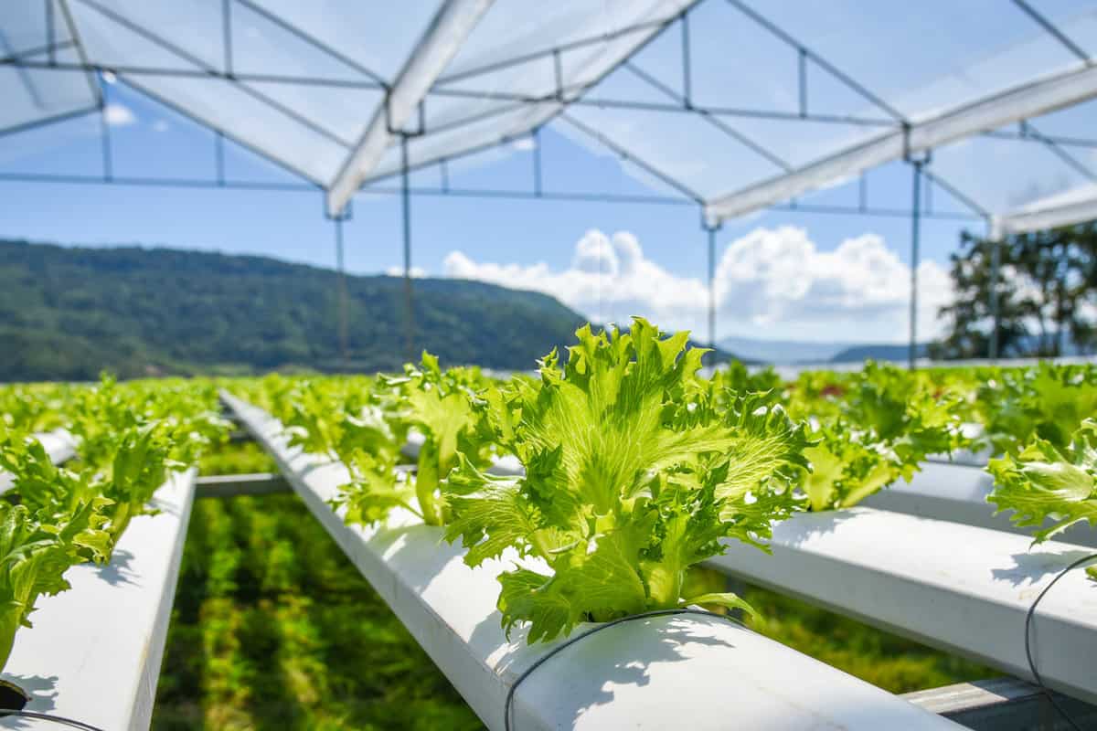 vegetable hydroponic system young and fresh Frillice Iceberg salad growing garden hydroponic farm plants on water without soil agriculture in the greenhouse organic for health food