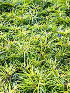 Variegated Lily Turf/Variegated Mondo Grass with sunlight. - Do You Cut Back Or Mow Mondo Grass?