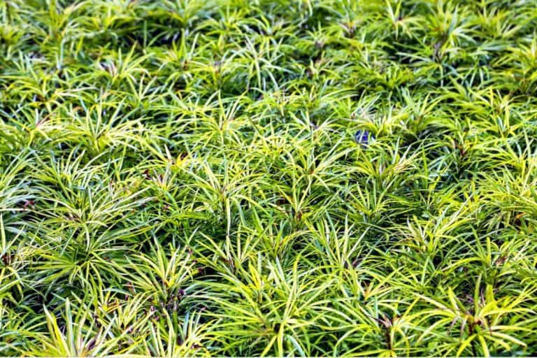 Variegated Lily Turf/Variegated Mondo Grass with sunlight. - Do You Cut Back Or Mow Mondo Grass?
