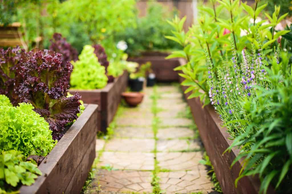 Vegetable garden with raised beds