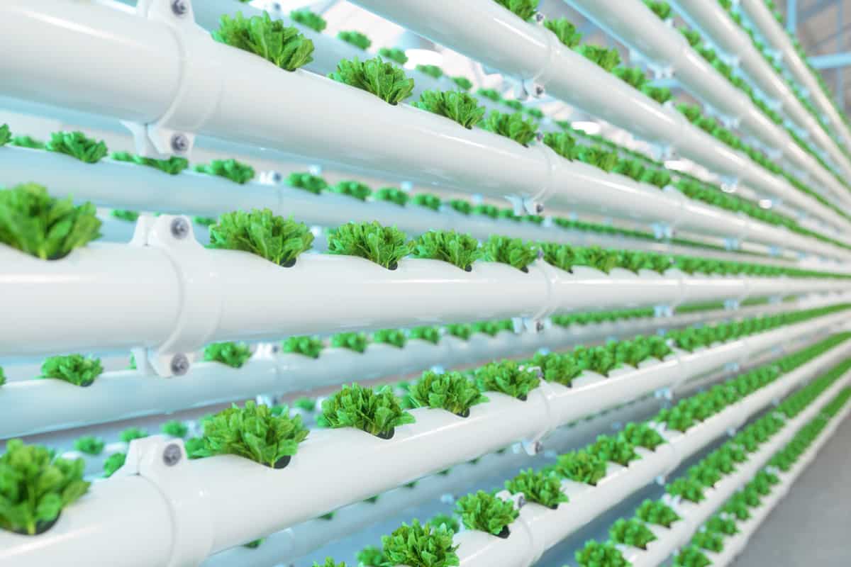 Vertical Hydroponic Plant System With Cultivated Lettuces