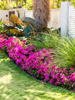 Vibrant pink bougainvillea flowers in Florida Keys or Miami, green plants landscaping landscaped lining sidewalk street road, Can-You-Garden-Year-Round-In-Florida-[Yes!-Here-Are-Some-Tips-&-Tricks!]