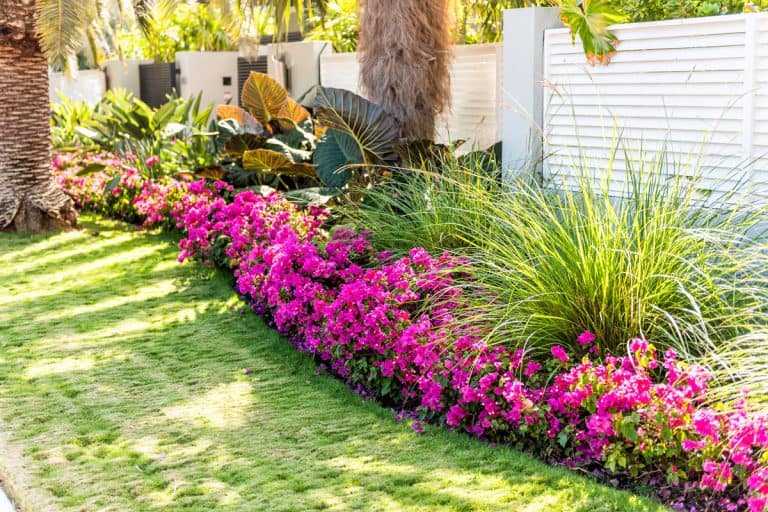 Vibrant pink bougainvillea flowers in Florida Keys or Miami, green plants landscaping landscaped lining sidewalk street road, Can-You-Garden-Year-Round-In-Florida-[Yes!-Here-Are-Some-Tips-&-Tricks!]