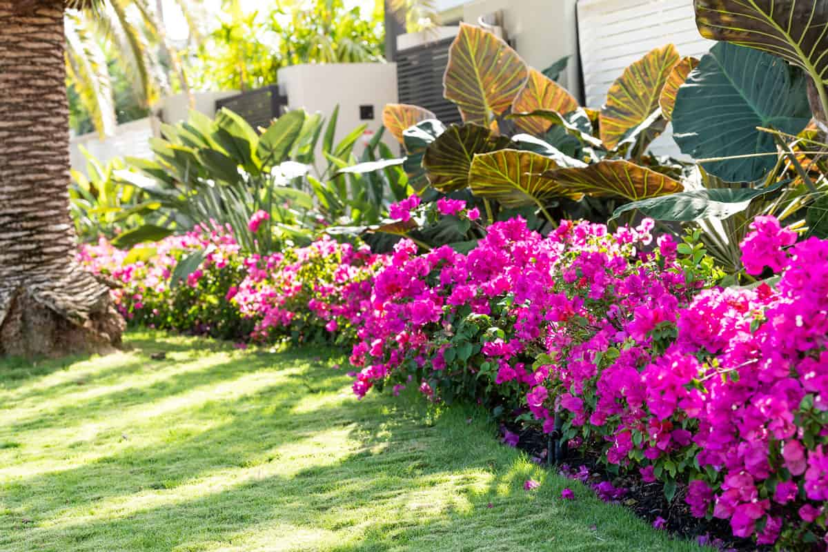 Vibrant pink bougainvillea flowers in Florida Keys or Miami, green plants landscaping landscaped lining sidewalk street road house entrance gate