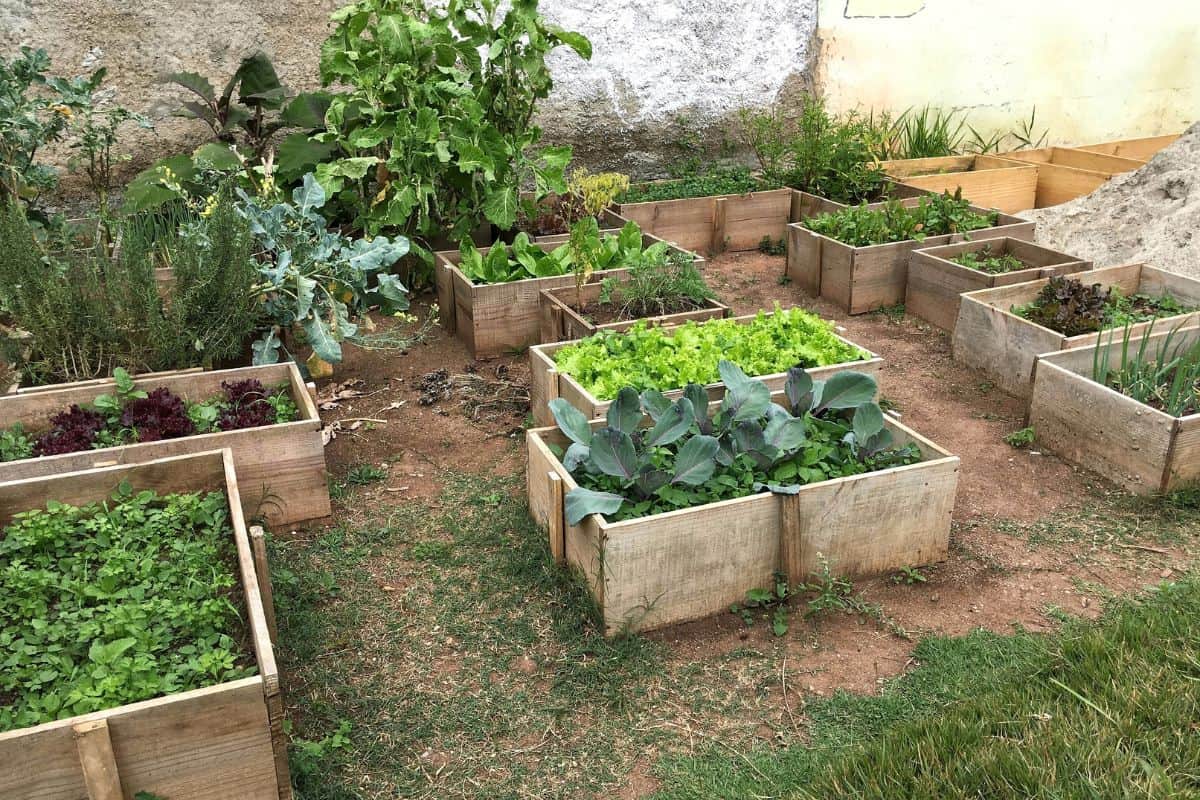 View of the small, simple vegetable garden in the backyard. In Curitiba, Brazil.