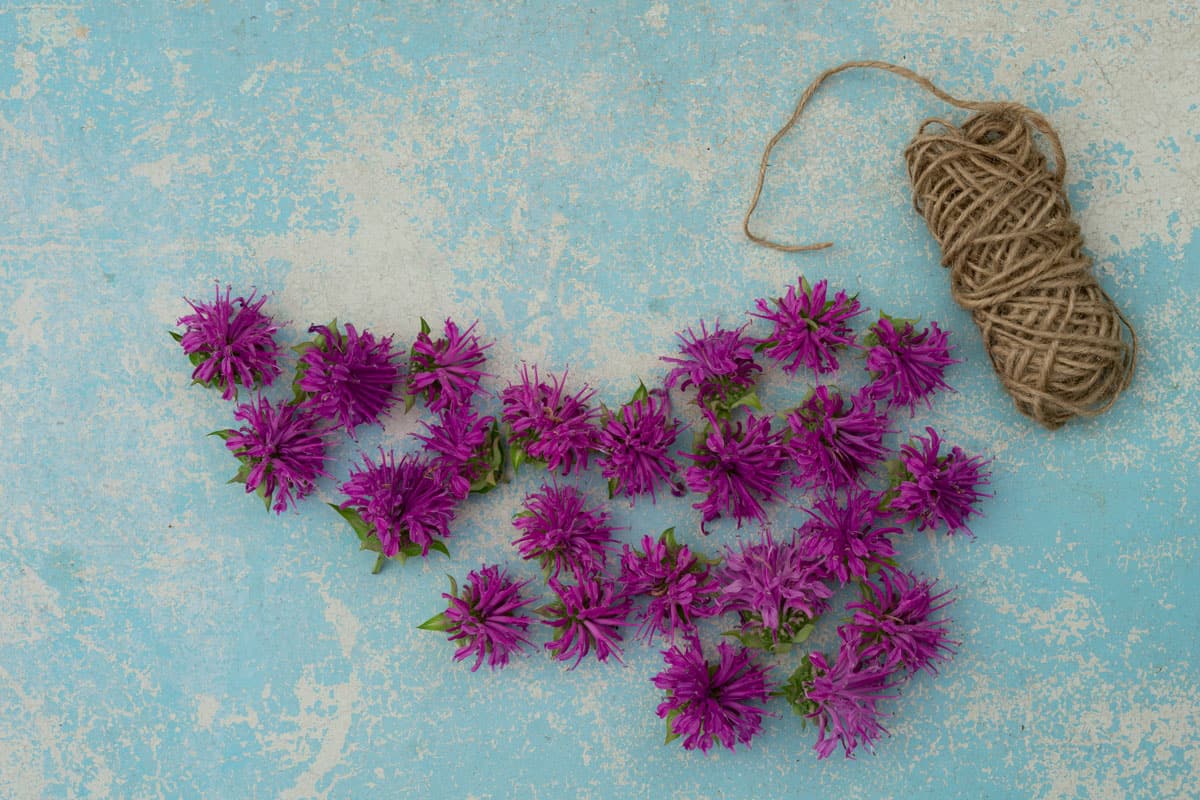 Violet bergamot flower on blue wooden background