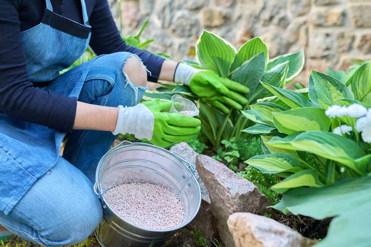 Woman fertilizing flower bed with granulated mineral fertilizers, bush hosta. Spring seasonal work in garden, caring for plants and flowers in backyard. Hobby, lifestyle, gardening concept