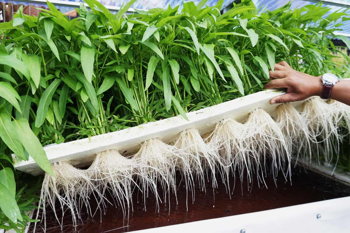Water spinach on floating raft hydroponics system