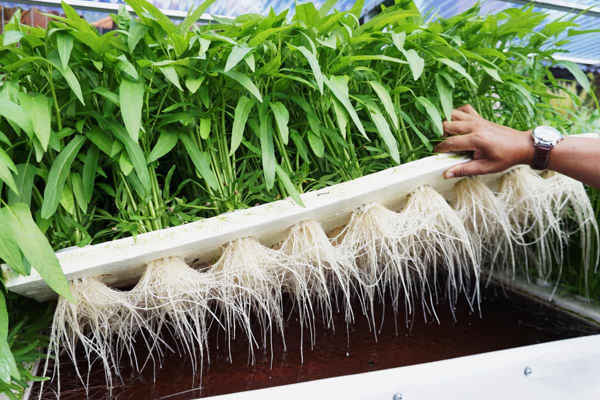 Water Spinach on Floating Raft Hydroponics System