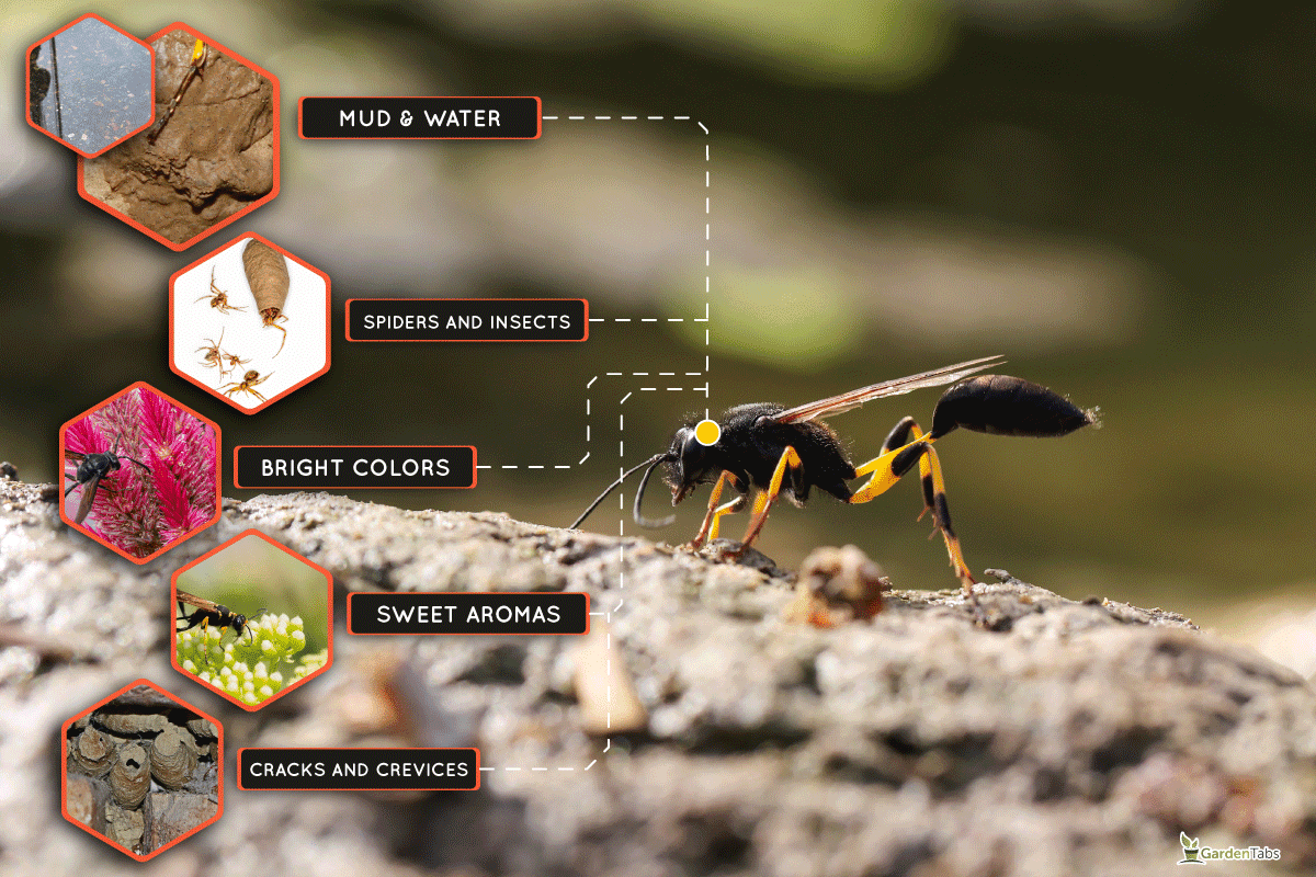 Backlit Mud dauber wasp Sceliphron spirifex landed on mud to pick up mud to build nest Malta, What Attracts Mud Daubers To Your Yard or Home?