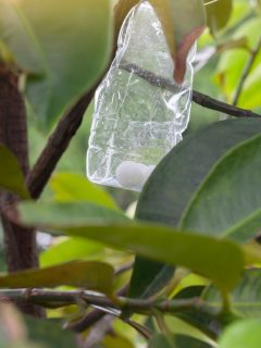 White naphthalene balls in plastic bottle hanging on the tree to repel insects of gardeners - How To Use Mothballs In Garden & Is It Safe