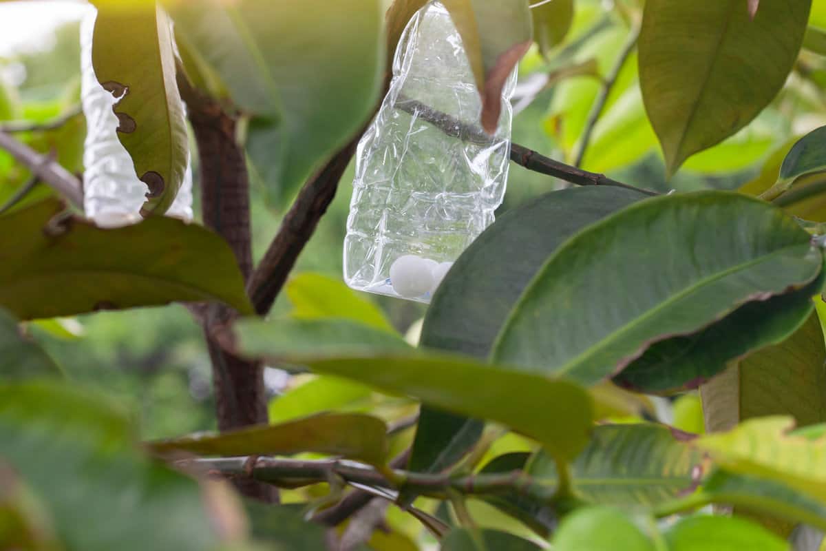 White naphthalene balls in plastic bottle hanging on the tree to repel insects of gardeners. 