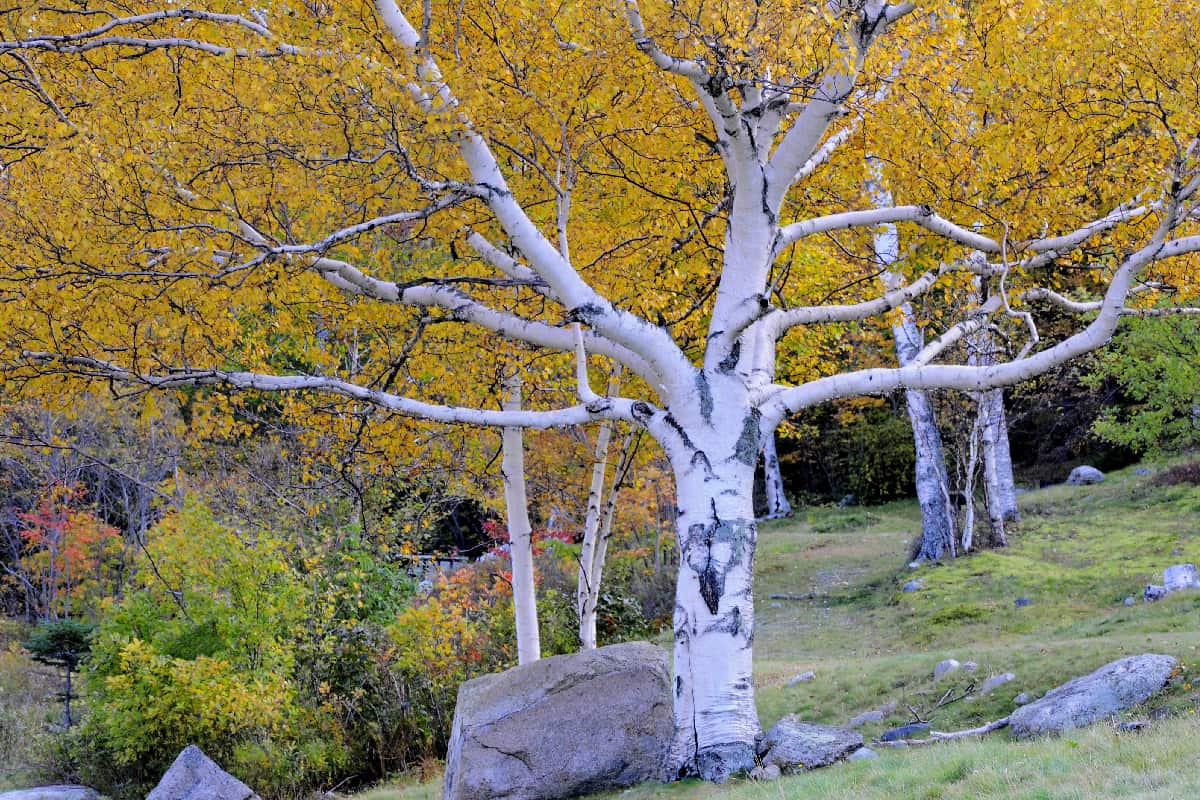 White paper birch tree framed by autumn colors