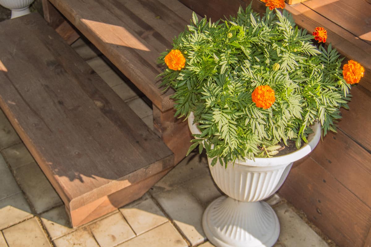 White vase with blooming marigolds plant